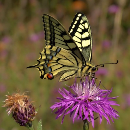 Otakárek feniklový-Papilio machaon 2i